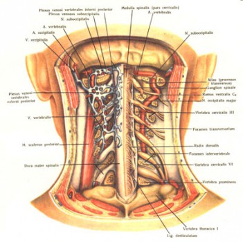 Анатомические особенности шеи